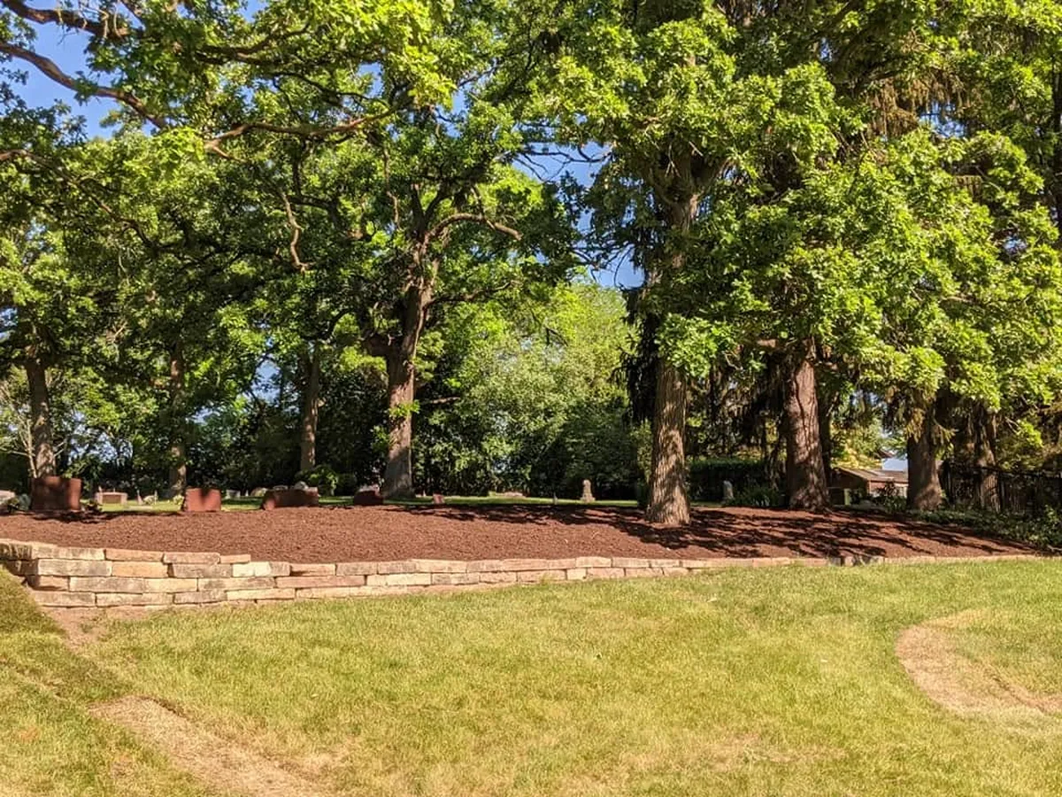 Large tree with a fresh mulch ring installed around the base